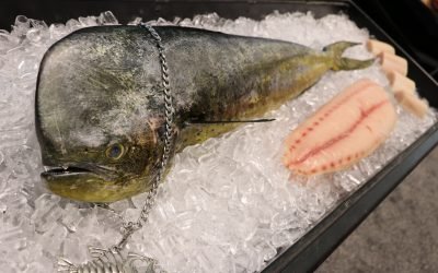 Ecuador y Perú solicitan apoyo a la CIAT para mejorar el conocimiento del stock de dorado.